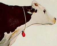American Calan Uses Durable Steel Type to Track Cows